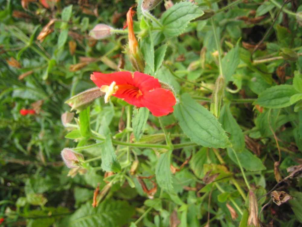 Mimulus cardinalis (Rotblühende Gauklerblume)